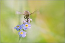 Bombylius major