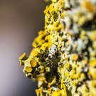 Gewöhnliche Gelbflechte (Xanthoria parietina)