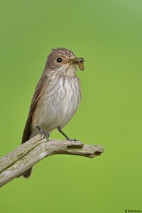 Grauschnäpper mit Beute