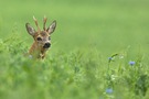 Rehbock im hohen Alter