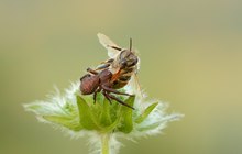 Jäger und Gejagte