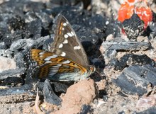 Ein seltener Gast am Lagerfeuer 1 - der Große Eisvogel