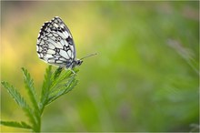 Schachbrettfalter am Abend