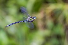 Blaugrüne Mosaikjungfer (Aeshna Cyanea)