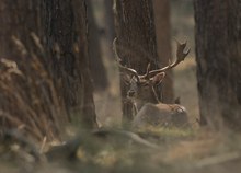 Mittagspause beim  Damhirsch