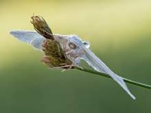 Perlglanzspanner (Campaea margaritaria)