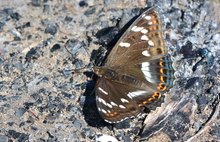 Ein seltener Gast am Lagerfeuer 2 - der Große Eisvogel