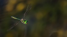 Glänzende Smaragdlibelle (Somatochlora metallica)