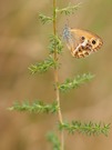 Kleiner Juwel  (Coenonympha dorus)