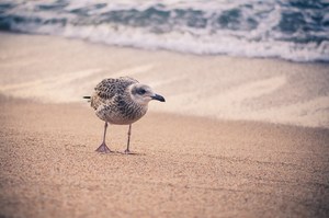 Strandspaziergang