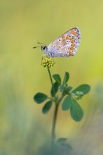 Aricia agestis