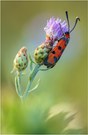 Zygaena laeta