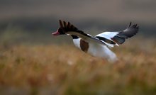 Brandgans im Landeanflug