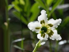 Moosauge  oder Moosglöckchen genannt - eine Schönheit aus dem Pflanzenreich - in Finnlands Wäldern gefunden