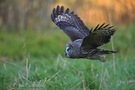 Bartkauz im Flug