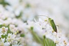 Grüne Distel oder Grüne Futterwanze?