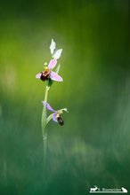 Ophrys apifera