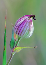 Taubenkropfleimkraut nach der Blüte