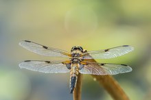 Vierflecklibelle (Libellula quadrimaculata)