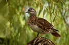 Mandarin Ente