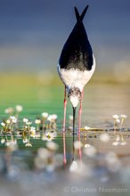 Stelzenläufer (Himantopus himantopus)