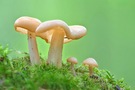 Die Pilzsaison ist eröffnet
