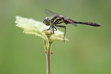 Sympetrum danae – Schwarze Heidelibelle - Männchen