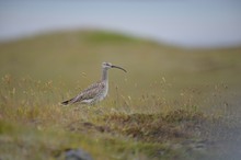 Regenbrachvogel