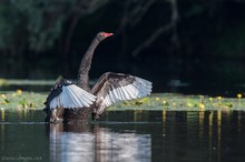 Schwarzschwan  ( Black Swan)