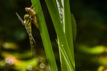 Blaugrüne Mosaikjungfer (Aeshna Cyanek)