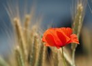 Mohn