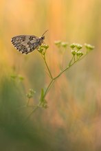 Schachbrettfalter (Melanargia galathea)