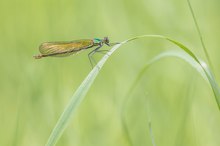 Weibchen der gebänderten Prachtlibelle