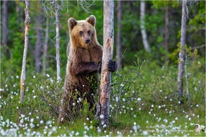 Braunbär (Ursus arctos)