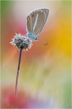 Polyommatus damon