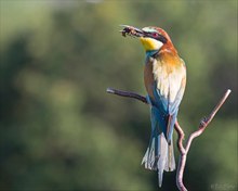 Bee-eater