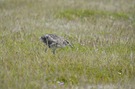 Regenbrachvogel junior