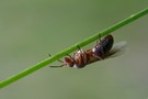 Ein geflügelte Ameise - ein Dokufoto aus Finnlands Wäldern