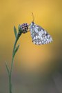 Schachbrettfalter im Abendlicht