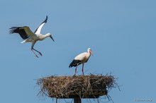 Fleisig üben heisst es für den Jungstorch....