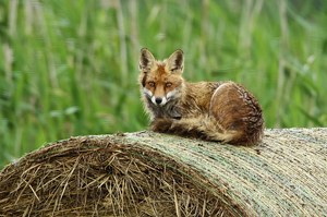 Fuchs mit Nacktschnecke