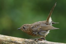 Schwänzchen in die Höh