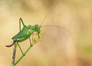 Sattelschrecke mal grün