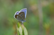 Bläuling im Hochmoor in Finnland - Doku