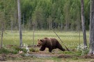 Bären in Finnland - Doku