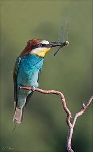 Bee-eater II.