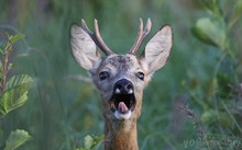 Bock beim Schrecken