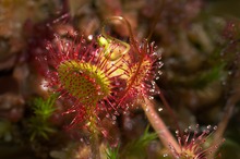 Sonnentau im Hochmoor in Finnland  - ein neuer Versuch