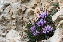 Überraschung im Felsen