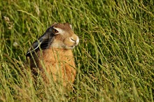 Feldhase (Lepus europaeus)